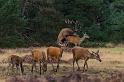 42 Hoge Veluwe, edelherten